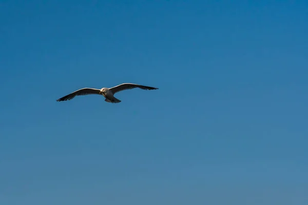 Een Meeuw Vogel Met Open Vleugels Vliegend Blauwe Lucht — Stockfoto