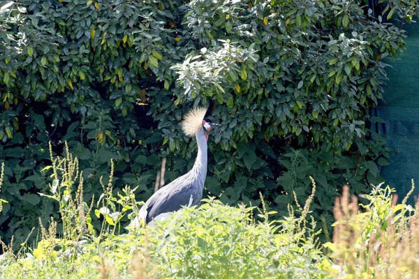 Gros Plan Grues — Photo