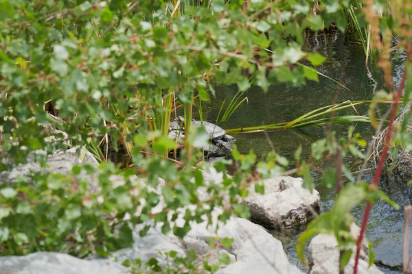 Вода Черепаха Загорать Расслабленной Вершине Камня Растительностью Пруду — стоковое фото