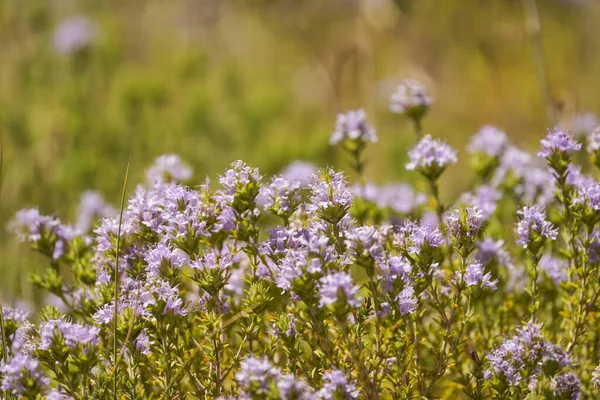 Thymus Vulgaris Sauvage Fleurissant Dans Champ Méditerranéen — Photo