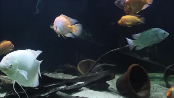 Belo Peixe Gourami Gigante — Vídeo de Stock