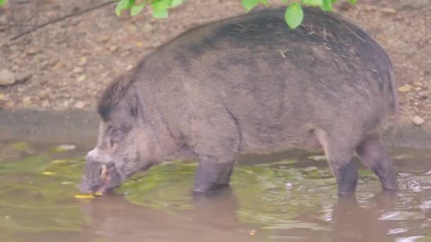 Hipopótamo Animales Fauna Flora Naturaleza Concepto Primer Plano Jabalí Zoológico — Vídeos de Stock
