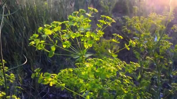 Groene Bladeren Van Een Jonge Plant Achtergrond Van Het Voorjaarsbos — Stockvideo