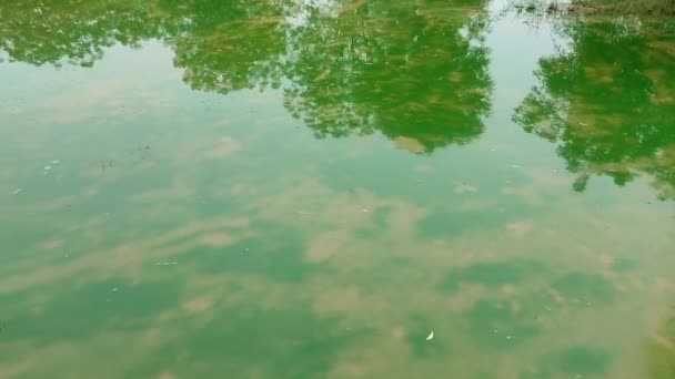 Margem Rio Natureza Ambiente — Vídeo de Stock