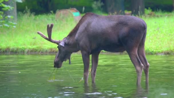 Jeune Veau Promène Dans Rivière Dans Une Forêt Été — Video