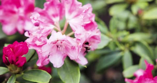 Gyönyörű Rózsaszín Virágok Kertben — Stock videók