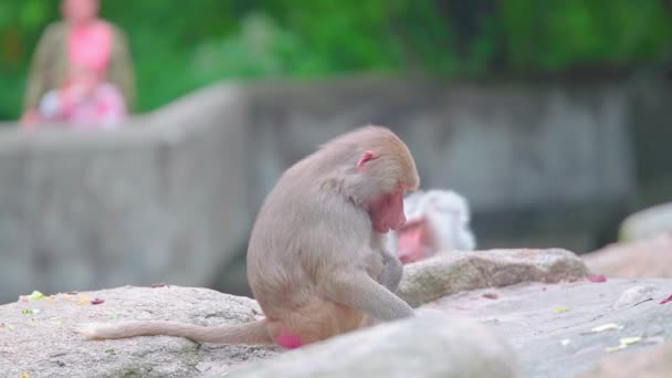 Cute Macaque Animal Monkey Sitting Ground — Stock Video