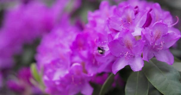 Hermosas Flores Púrpuras Jardín — Vídeos de Stock