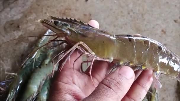 Langostino Tigre Vivo Gran Tamaño Mercado Indio Pescado — Vídeo de stock