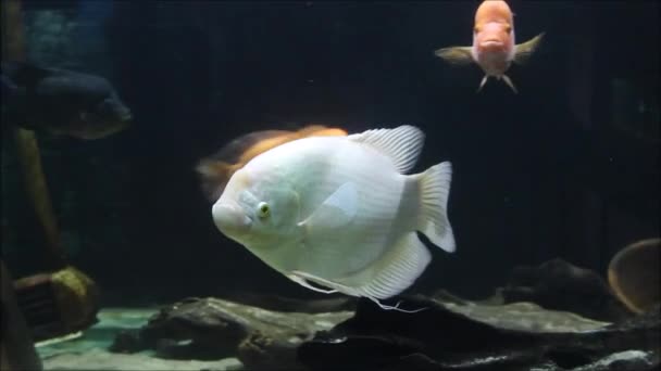 Belo Peixe Gourami Gigante — Vídeo de Stock