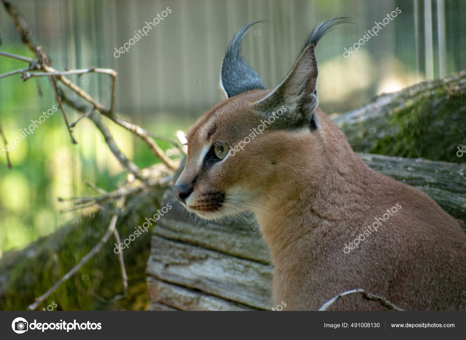 lince saltando a través de dorado césped a puesta de sol 55416215 Foto de  stock en Vecteezy, image size:1600x1167