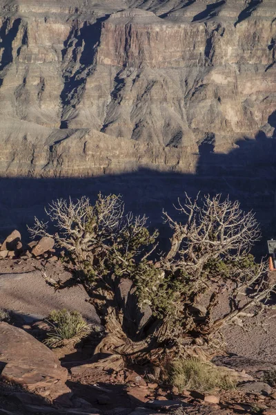 Высокоугольный Снимок Высушенного Дерева Пустынной Долине Голыми Скалами Заднем Плане — стоковое фото