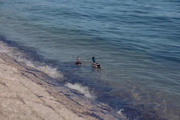 德国康斯坦茨湖畔两只野鸭和人行道的特写镜头 — 图库照片