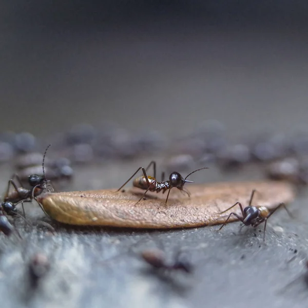 Een Selectieve Focusshot Van Mieren Een Gedroogd Blad Grond — Stockfoto