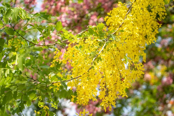 Naturalny Widok Indyjskiego Laburnum Gałęziach Drzew Niewyraźne Tło — Zdjęcie stockowe