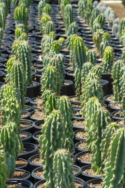 Plan Vertical Rangées Cactus Dans Jardin Botanique — Photo