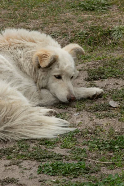 Vit Hund Bergen Himachal Pradesh Indien — Stockfoto