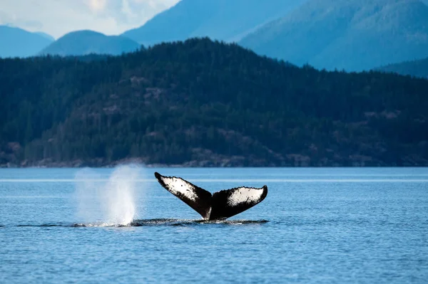 Humpback Whale Tail Discovery Islands Quadra Island Canada — Stock Photo, Image