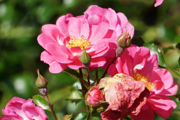 Närbild Vackra Rosa Rosor — Stockfoto