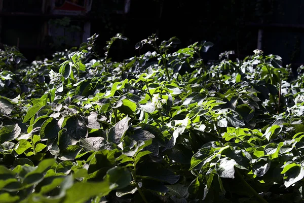 太陽の下でフィールド内の植物の緑の葉のクローズアップビュー — ストック写真