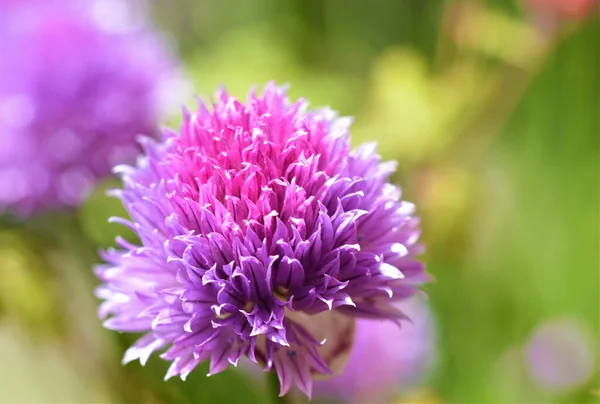 背景がぼやけている美しい紫色の花の浅い焦点ショット — ストック写真