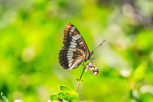 蝴蝶在植物上有花纹翅膀的蝴蝶的特写镜头 — 图库照片