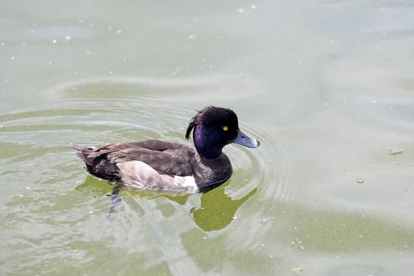 Närbild Tufted Duck — Stockfoto