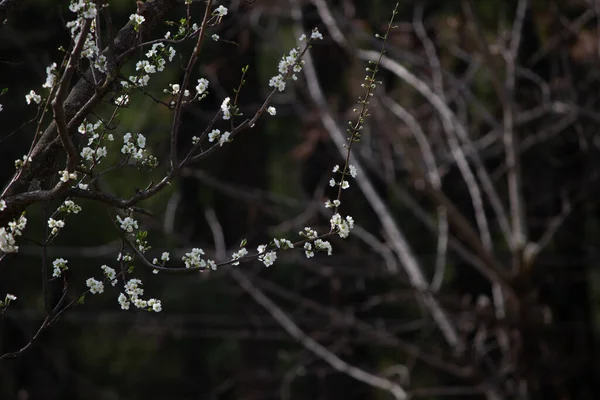 花が咲くリンゴの木の枝の選択的フォーカスショット — ストック写真