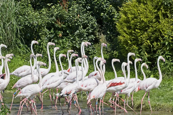 Grupo Aves Flamencos Paseando Por Laguna Día Soleado — Foto de Stock