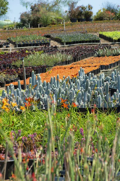 Une Vue Panoramique Différentes Variétés Cactus Pot Dans Champ Ouvert — Photo