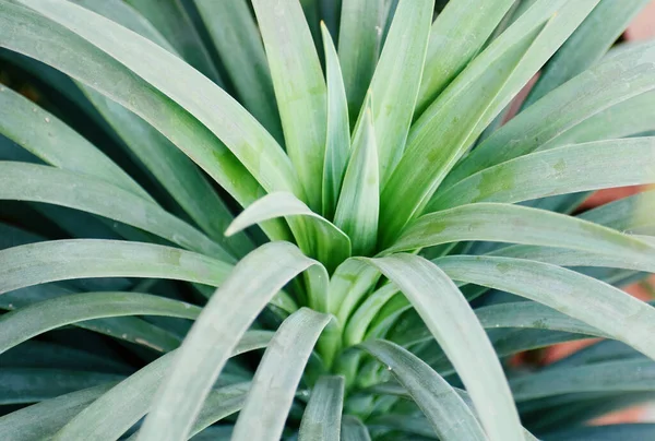 Yaprakları Olan Yeşil Bir Bitkinin Yakın Plan Çekimi — Stok fotoğraf