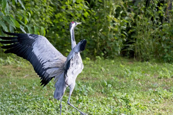 Gros Plan Une Grue — Photo