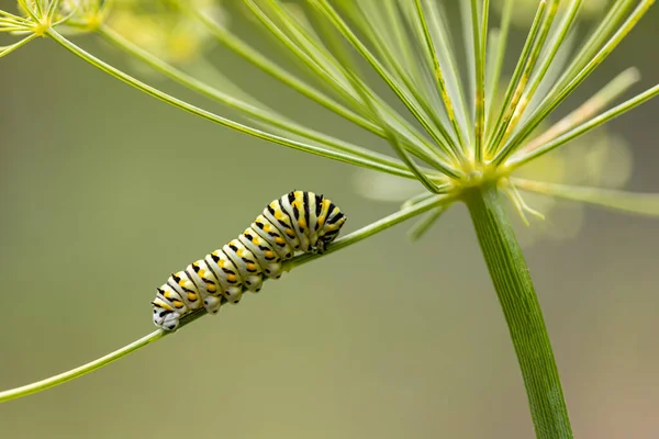 Tiro Seletivo Foco Uma Lagarta Uma Haste Fina Flor Sob — Fotografia de Stock