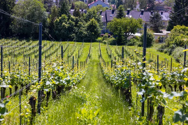 Ein Natürlicher Blick Auf Einen Weinberg Der Nähe Der Stadt — Stockfoto