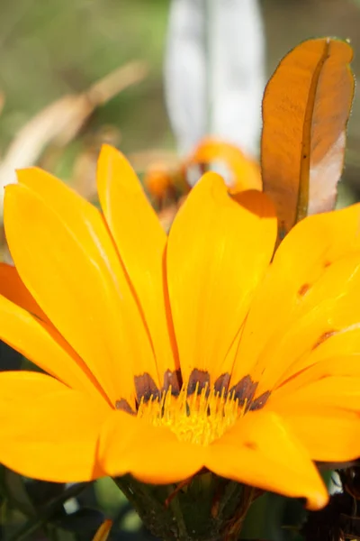 Vertical Closeup Orange Gazania Beautiful Flower Orange Petals — Stock Photo, Image