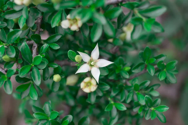 Gros Plan Une Fleur Blanche Appelée Jessamine Orange Cultivée Dans — Photo