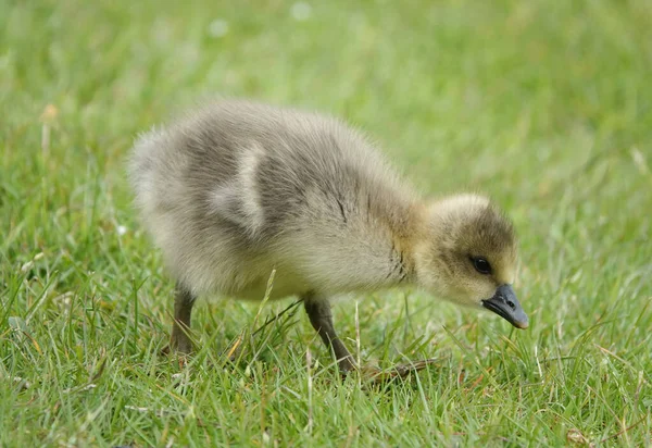 Közeli Kép Egy Kis Szürke Gosling Madár Sétál Egyedül Fűben — Stock Fotó