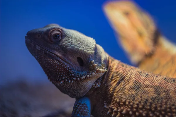 Lagarto Selvagem Zoológico — Fotografia de Stock