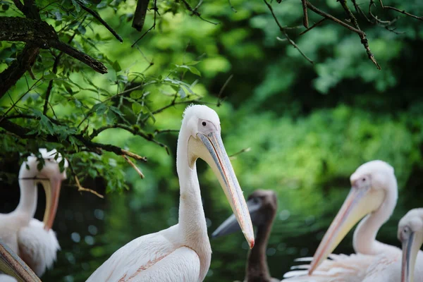 Eine Schöne Szene Von Großen Rosa Pelikanen Ihrem Lebensraum — Stockfoto