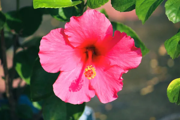 Gros Plan Une Fleur Rose Hibiscus Soleil — Photo