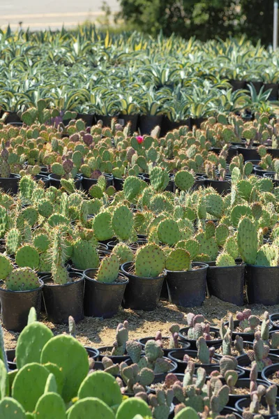 Plan Vertical Rangées Cactus Dans Jardin Botanique — Photo