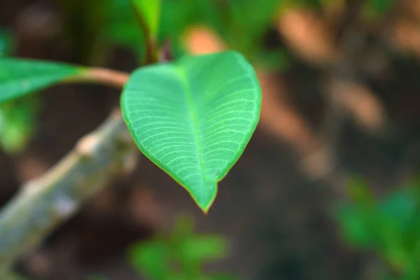 Krásné Velké Zelené Listy Rozmazaným Pozadím — Stock fotografie