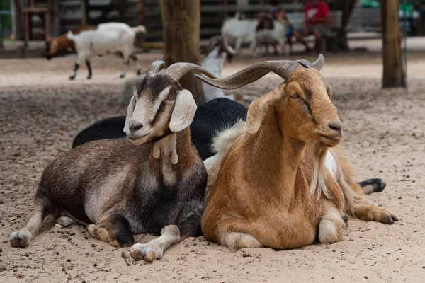 Duas Cabras Deitadas Chão Arenoso — Fotografia de Stock