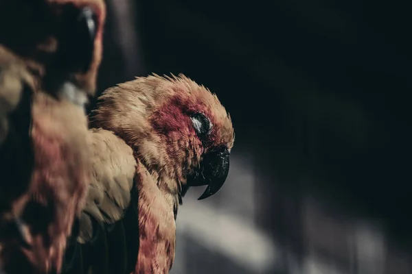 Tiro Dramático Papagaio Com Olhos Fechados Fundo Escuro — Fotografia de Stock