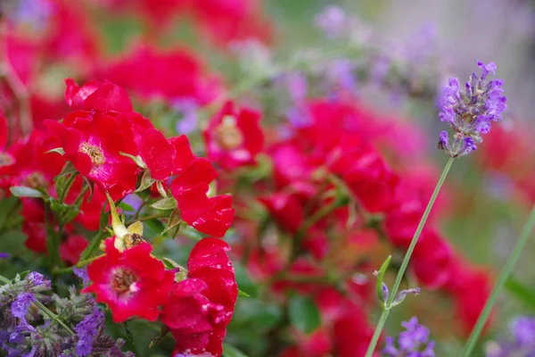 Une Mise Point Sélective Roses Rouges Sauvages Lavandes Violettes — Photo