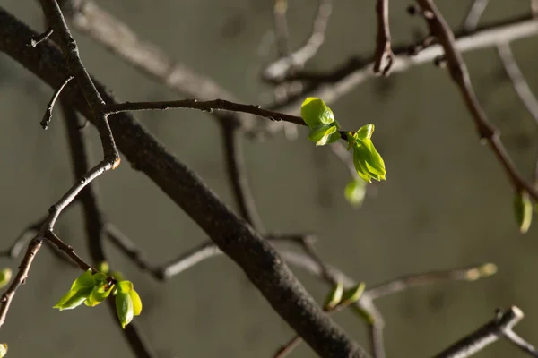 Selective Focus Shot Blooming Apple Tree Branches — Stock Photo, Image