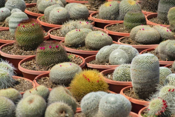 Gros Plan Rangées Plantes Cactus Dans Jardin Botanique — Photo