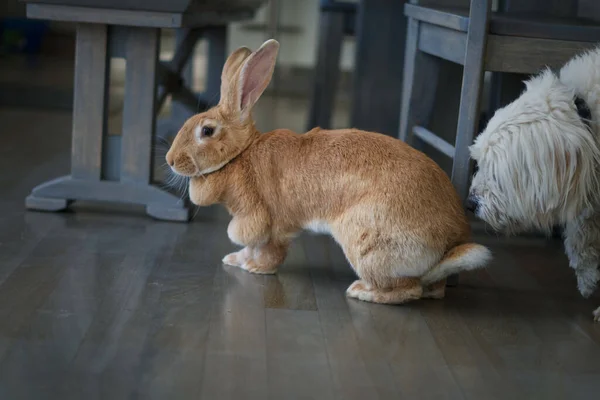 Een Close Shot Van Een Schattig Bruin Konijn Een Vloer — Stockfoto