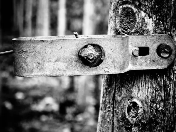 Grayscale Closeup Shot Metal Part Attached Tree Log — Stock Photo, Image