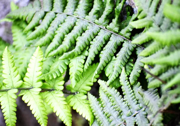 Tiro Perto Folhas Samambaia Madeira Uma Floresta — Fotografia de Stock